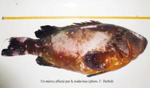 Mort mystérieuse de centaines de mérous à Collo:  La piste virale confirmée