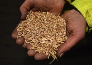 Planète - L'approvisionnement mondial en céréales toujours fragile