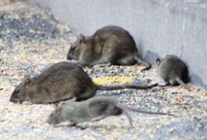 Oran - Insalubrité: la prolifération des rats inquiète