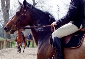 Oran - Des espaces de l'hippodrome d'Es-Sénia objet de convoitises: Les éleveurs de chevaux interpellent Bouteflika
