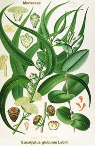 El Tarf - Grippe saisonnière et rhume:  L’eucalyptus globulus à la rescousse