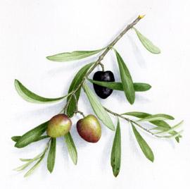 Jijel - Cueillette des olives:  Un potentiel important