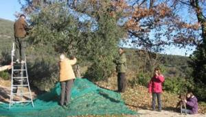CAMPAGNE OLÉICOLE À BOUIRA -  Plus de 8 millions de litres d’huile d’olive attendus