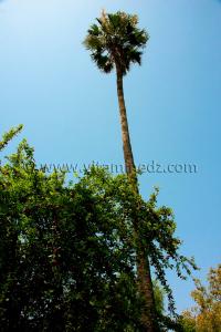 Palmier cocotier du jardin Hotel Tlemcen Les Zianides