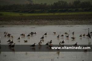 Oiseaux Migrateurs, Oran Oued Tlelat