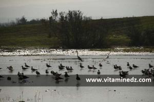 oued tlelat photos, oiseaux migrateurs