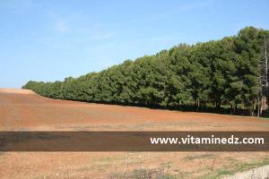 Sidi Bel Abbes , Autoroute Est Ouest coupant une Petite Foret