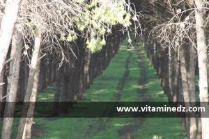 Autoroute Est Ouest Sidi Belabbes, coupant une foret en 2