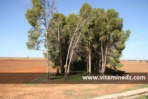 Autoroute Est Ouest SBA, coupant une petite foret en 2