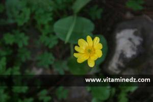 Ain Temouchent Siga  Flore