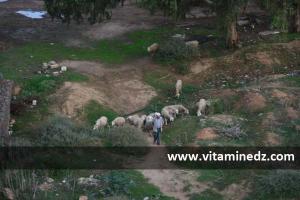 Ain Temouchent Siga Tafna