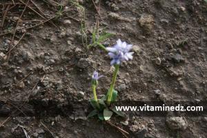 flore sauvage algerie  Ain Temouchent Siga