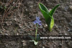 flore sauvage Ain Temouchent Siga