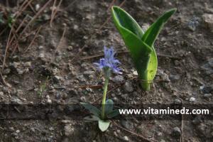 flore sauvage Algerie