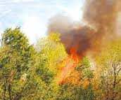 غابات منطقة فرندة1