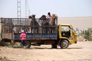 Waada de hammam boughrara tlemcen algerie