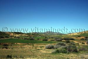 meteo remchi Tlemcen, commune agricole