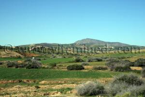 communes remchi montagnac Tlemcen,terres agricoles