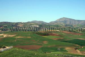 commune remchis montagnac Tlemcen, agriculture abondante