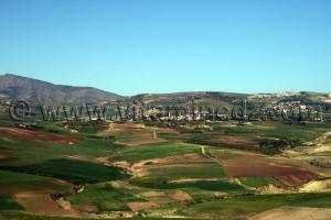 Agriculture commune remchi montagnac Tlemcen