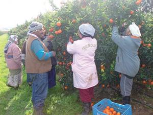 Chlef - Elle est érigée en tradition:  C’est la fête des oranges!