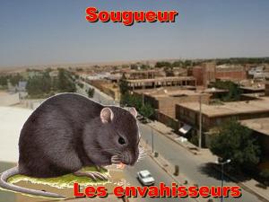 Sougueur - Quand tout le monde s'implique pour nettoyer la ville