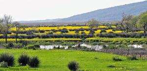 Skikda  -  La zone humide Guerbes-Sanhadja menacée de déforestation