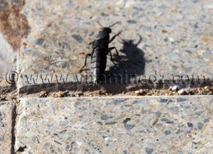 Drole d\'insecte noir carapacé