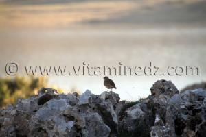 Oiseau migrateur, Barrage de Mefrouche Tlemcen