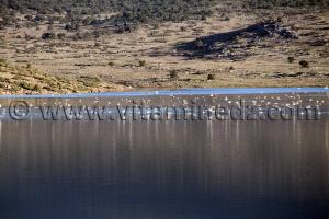 Oiseaux migrateurs, Barrage de Mefrouche Tlemcen