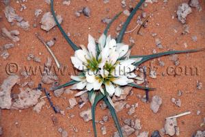 Fleur du desert à taghit, wilaya de Bechar