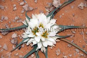 Fleur desert taghit, wilaya de Bechar