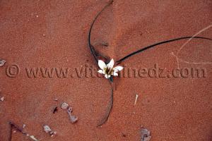 Belle fleur, en plein desert Taghit, Algerie