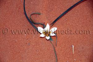 Beauté du desert algerien, fleur a Taghit, Algerie