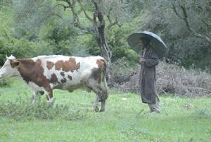 Algérie - Filière laitière en 2012 moins de 700 millions de litres collectés