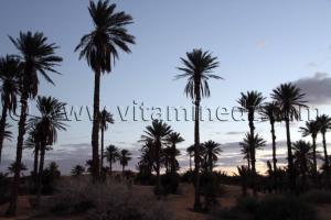 taghit tourisme   la palmeraie