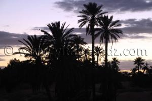 Palmeraie de Taghit en danger