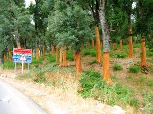 TLEMCEN -  VERS LA REHABILITATION DES «SUBERAIES» INCENDIEES