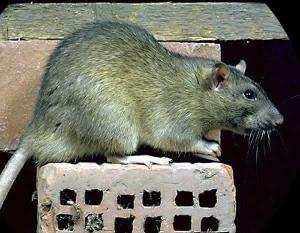 ORAN -  400 cas de morsures d’animaux enregistrés en 2012