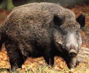 Dix sangliers retrouvés morts à Sidi Lakhdar