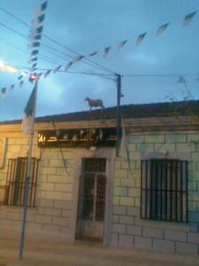 Tadjena- Le mouton de l'aïd sur la mairie