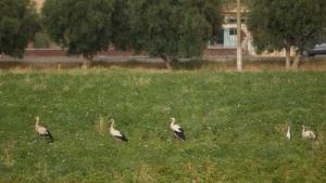 Storks