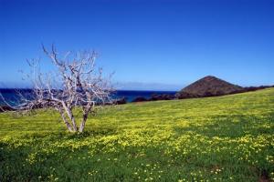 Doumia  le printemps