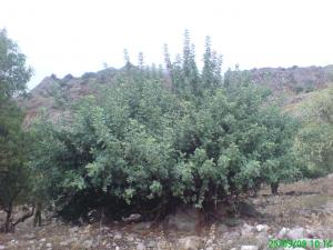 Une journée dans le chêne vert du pièmont du Djebel Zouaoui