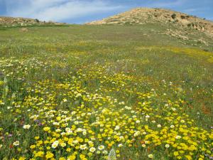 El-Guenanssa, Boukader, Algeria