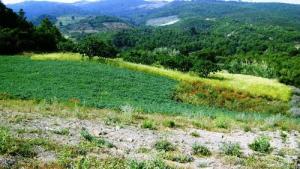 Beni Haoua  Louda n'tadert