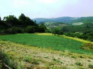 Beni Haoua  Louda n'tadert