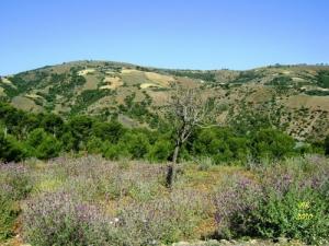 Beni Haoua -Boudjrire