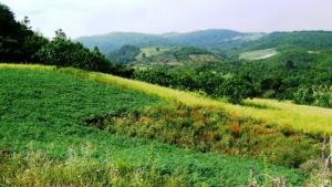 Beni Haoua  Louda n'tadert