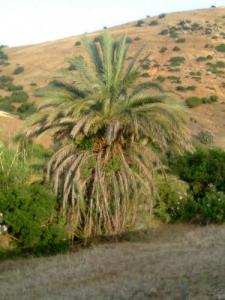 Palmier d'el-hassi
